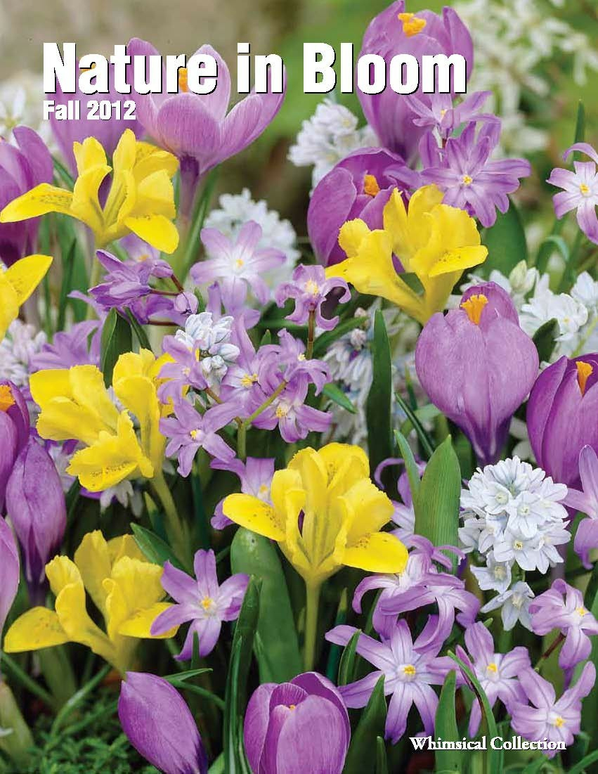 Fall Flower Fundraiser
