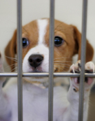 Animal Shelter Fundraising Ideas Animal Shelter Fundraising Ideas