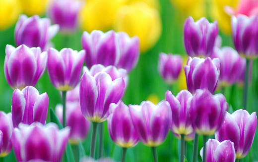 flower fundraising